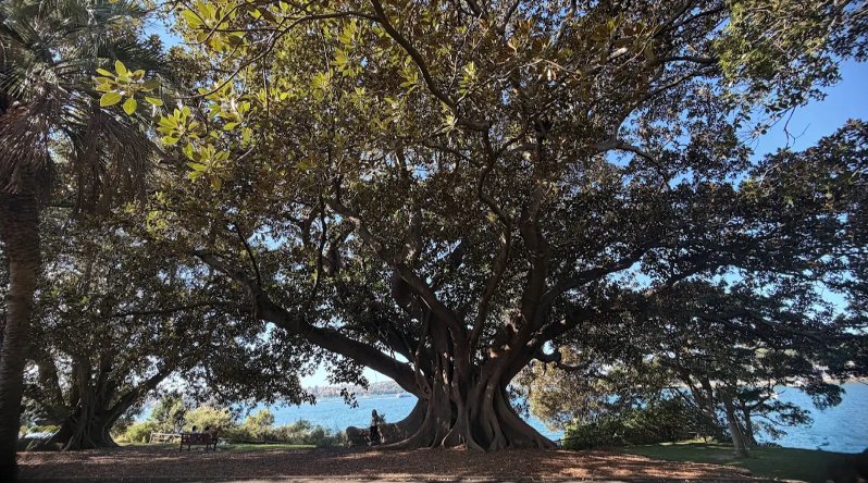 1.Royal Botanic Gardens Sydney